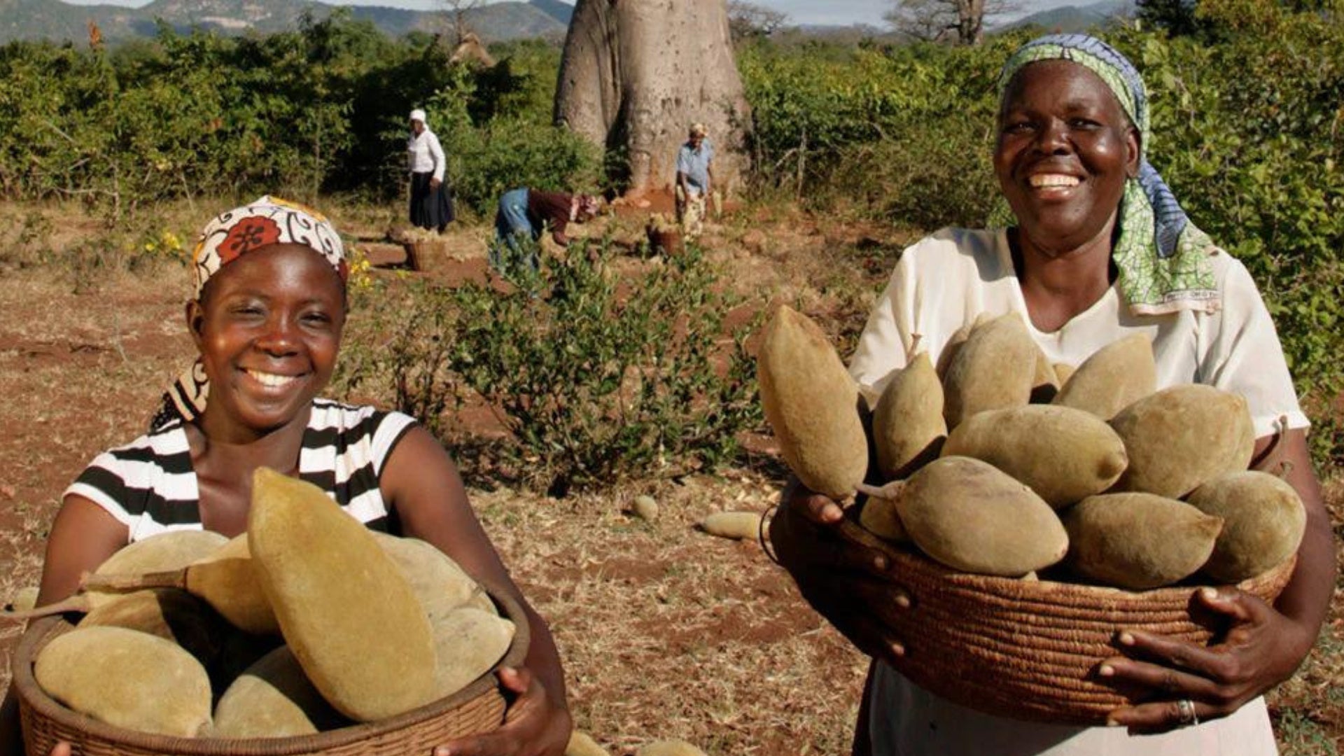 Where Does Our Baobab Come From?