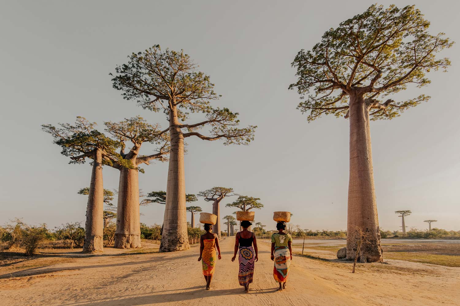 baobab-trees-1.jpg