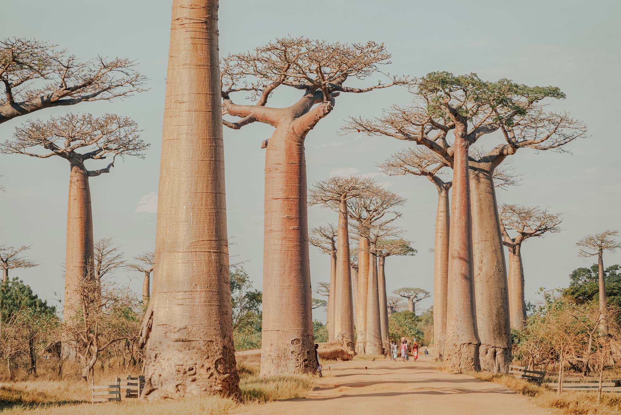 baobab-trees.jpg